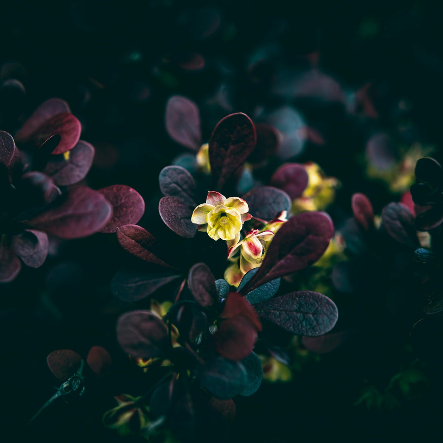 Fleurs sombres